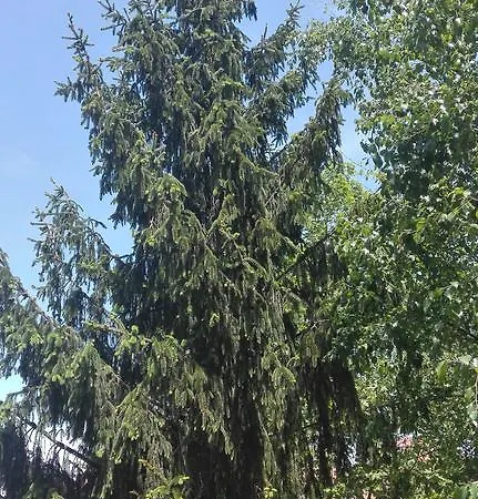 Zurbarán *